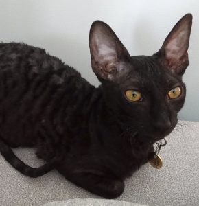 Chat rex de cornouailles (cornish rex cat) noir