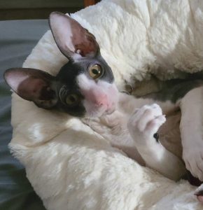 Chat rex de cornouailles (cornish rex cat) bicolore noir et blanc couché dans son lit